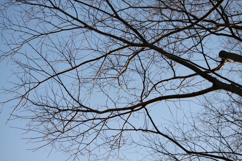 樹と空
