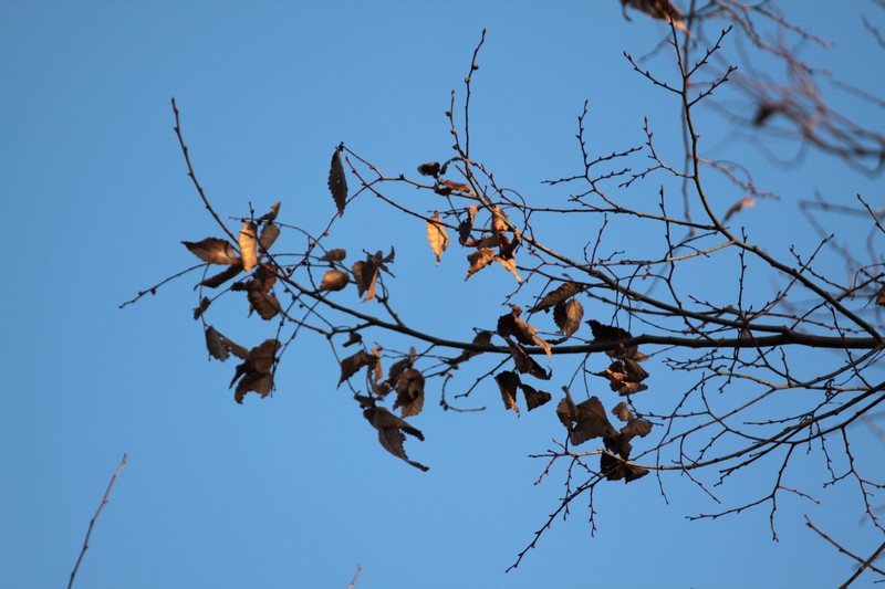枯れ葉と空